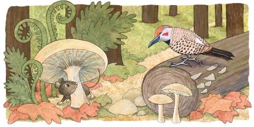 Mushroom Mouse And Flicker